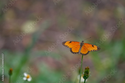 Orange Butterfly Perched on Thin Stem in Natural Green Habitat