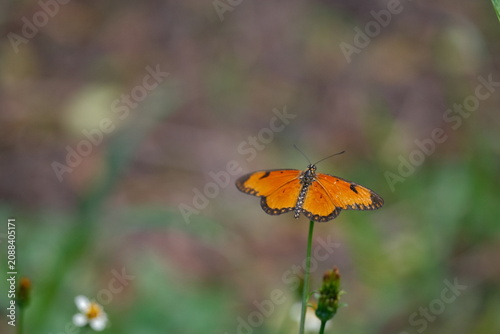 Orange Butterfly Perched on Wildflower Stem in Natural Habitat