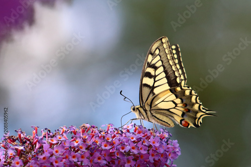 Schwalbenschwanz / Old world swallowtail / Papilio mchaon
