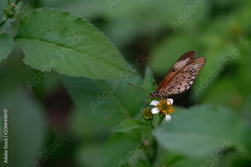 Butterfly Feeding on Wildflower in Green Foliage