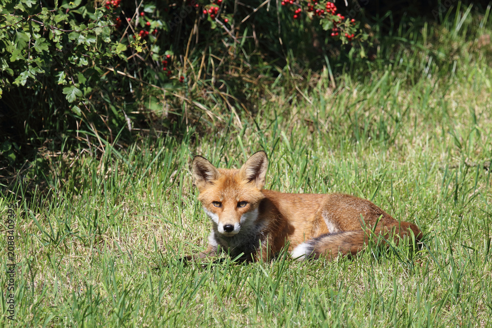 Fototapeta premium Rotfuchs / Red fox / Vulpes vulpes