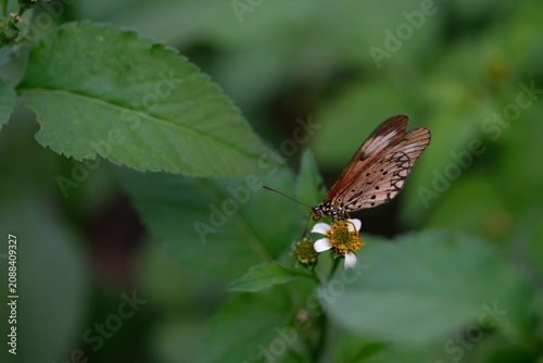Butterfly Feeding on Wildflower in Green Foliage