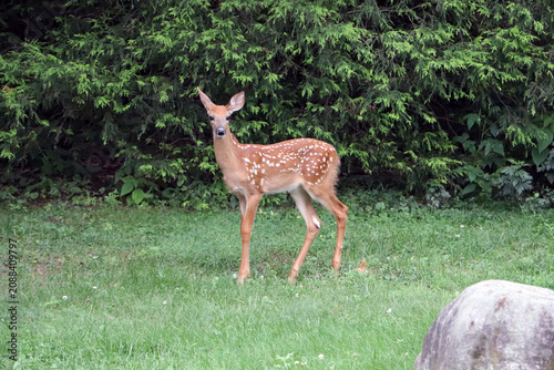 Photography Scenic view of beautiful young white tailed deer fawns with white spots grazing peacefully on a green grass lawn lawn in a suburban neighborhood park setting backdrop