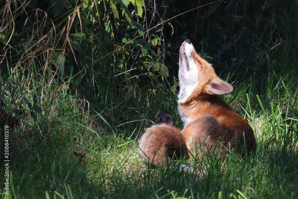 Fototapeta premium Rotfuchs / Red fox / Vulpes vulpes