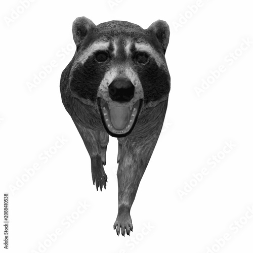 Bild auf Leinwand Front view raccoon walking isolated on white background, realistic raccoon illus