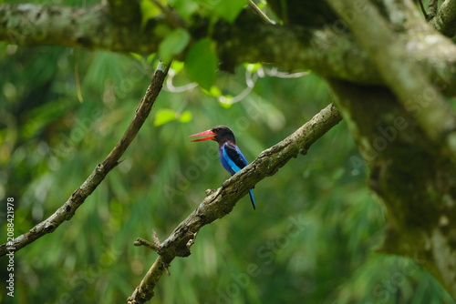 Konstfotografi Endemic Indonesian Javan Kingfisher Halcyon cyanoventris