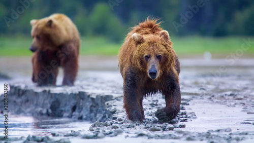 Quadro su tela Coastal Brown Bears Walking Along Rocky Shoreline in Remote Coastal Alaska