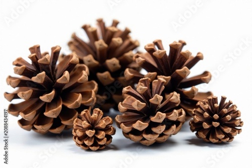 Mature pinecones, various sizes, pristine white background, branch, twig