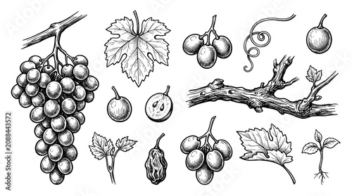 Grape bunch collection and botanical vine leaf element, vector sketch, isolate on white background