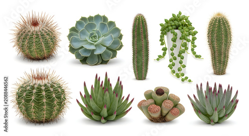 Assorted colorful succulents and cacti plants collection in pots
