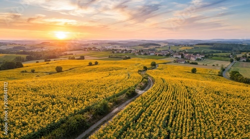 sunset over the field