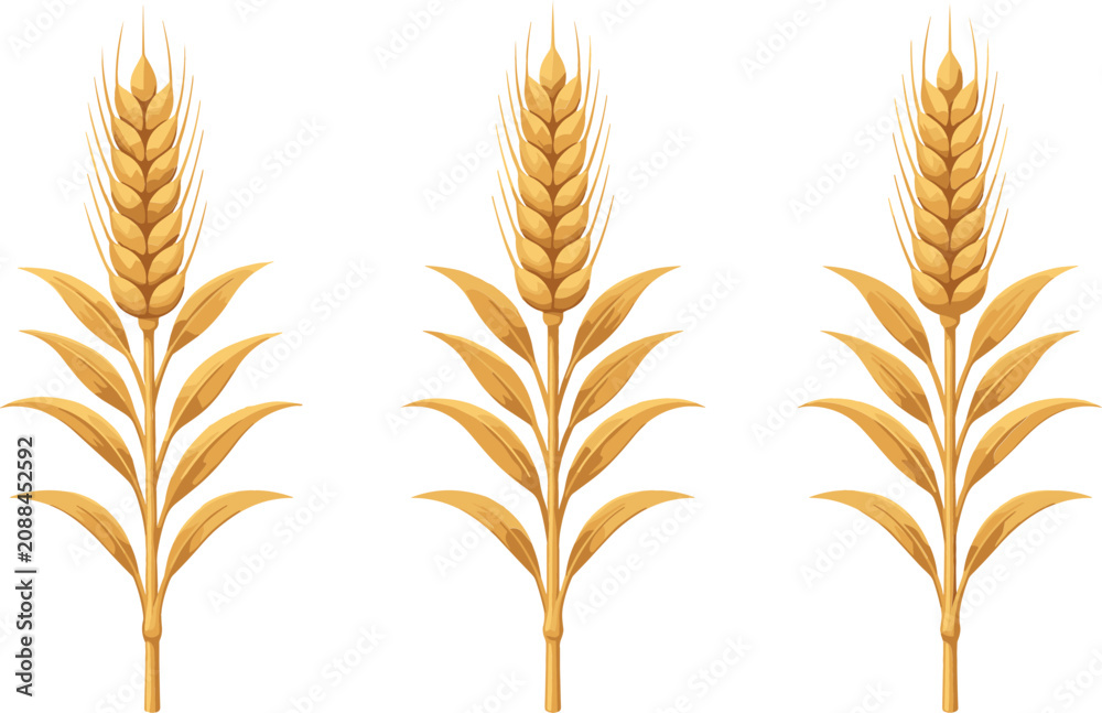 Obraz premium Golden Wheat Ears Vector Illustration with Grain Stalks and Leaves Set for Agriculture, Bakery, Harvest, and Organic Food Designs
