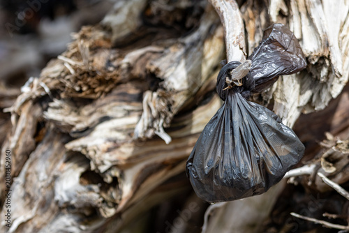 Fotografie Gaspesie, Quebec, 07 June 2026 : A black plastic bag containing waste hangs tied to a piece of weathered driftwood