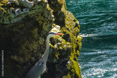 Quadro su tela Grey Heron Perched on Mossy Rock Above Flowing River