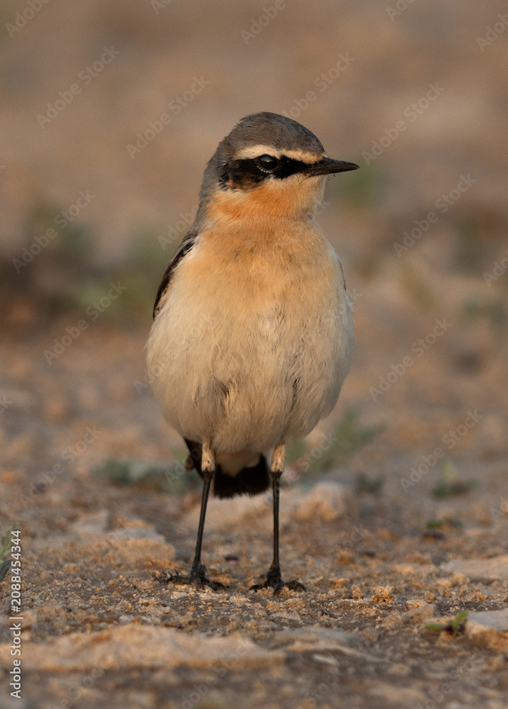 Fototapeta premium Portrait of a Northern Wheatear on ground at Saar, Bahrain