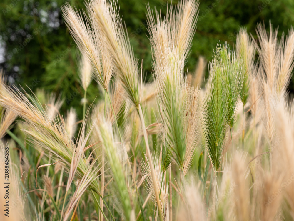Fototapeta premium Hordeum murinum wild grass seed heads glowing in summer sunlight
