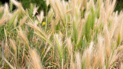 Hordeum murinum wild grass seed heads glowing in summer sunlight