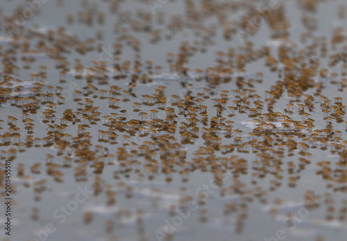 Mayfly swarm on stagnant water at Saar,  Bahrain