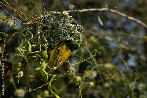 Ruppells weaver bird making nest on tree branch, Bahrain