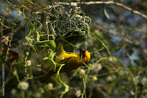 Ruppells weaver bird weaving a nest, Bahrain