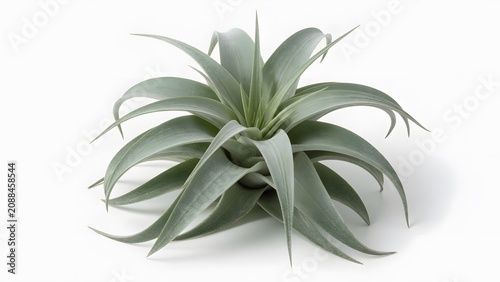 Air plant, a beautiful Tillandsia xerographica, is presented as a vibrant, healthy botanical specimen with long, curving leaves on a clean white background.