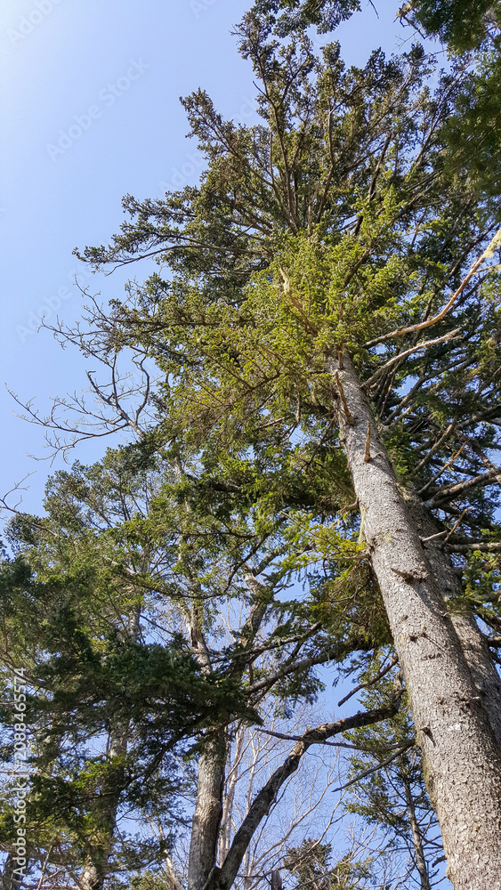 Fototapeta premium A captivating view from below showcases the tops of coniferous trees against a bright blue sky on a sunny winter day in the Kuril Islands.