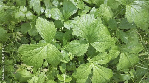 The camera moves backward revealing thick green wood avens leaves on the forest floor. Soft natural daylight highlights the textured structure of the wild plant foliage.