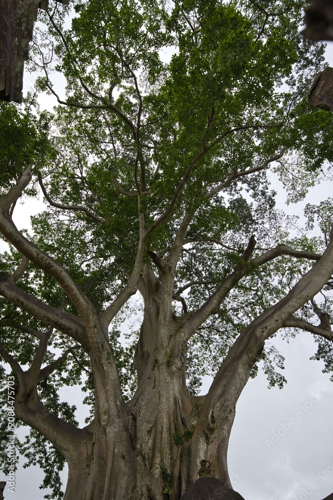 Obraz premium Ancient giant banyan tree in Bali featuring massive majestic roots and a huge textured trunk stretching up to the sky, located next to a traditional Balinese temple under a cloudy sky.