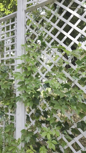 The camera moves backward revealing a white wooden lattice fence covered with climbing plants. Bright summer daylight illuminates the green garden foliage.