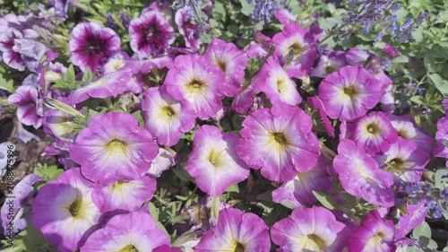 The camera moves backward revealing a flowerbed of bright pink and purple petunias. Soft morning dew drops glisten on the delicate flower petals.