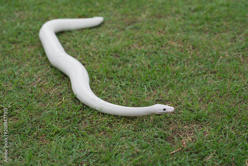 A beautiful white morph Ball Python gliding on fresh green grass, close-up portrait, elegant and exotic concept.