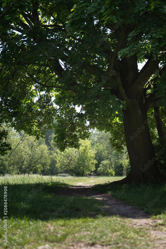 Fototapeta premium A narrow dirt path leads through a public park under the dense shadow of a big tree. Sunlight illuminates the green meadow and forest background. Perfect asset for outdoor hiking.