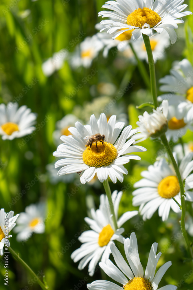 Fototapeta premium Honey bee sits on a wild daisy flower core to collect pollen on a sunny day. Beautiful chamomile field represents biodiversity, honey production, environmental protection, and pollination.