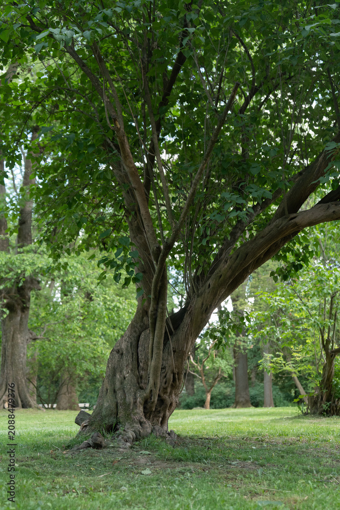 Obraz premium A large lilac bush with an old textured trunk stands on a grassy lawn. Lush green foliage grows in a peaceful public park or botanical garden, perfect for landscape design and nature concepts.