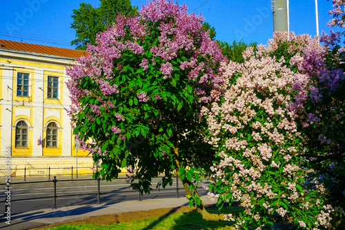 Lilac Bush in Bloom Near Yellow Building