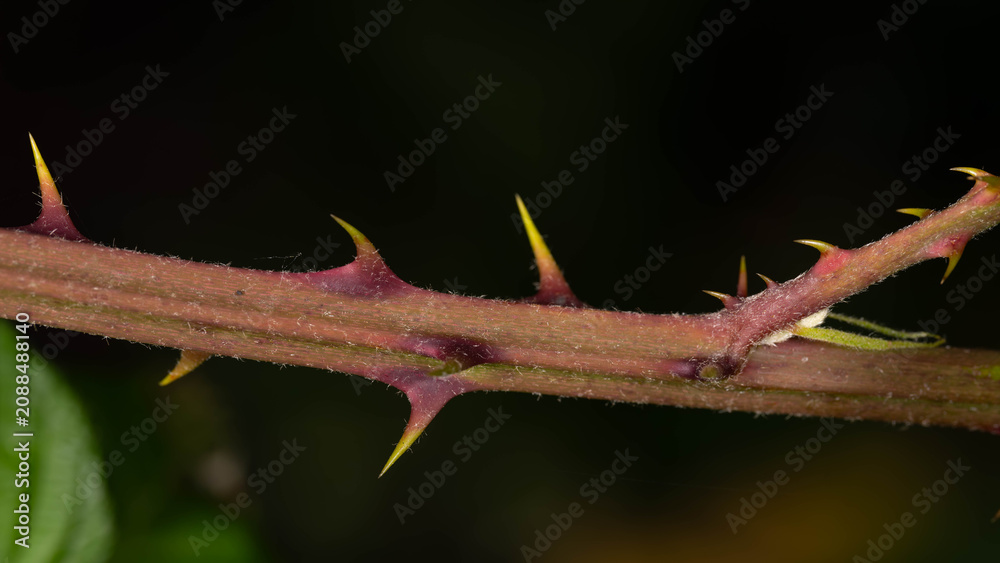 Fototapeta premium Blackberry Thorns Closeup - Rubus fruticosus Spiky Branch in Natural Habitat
