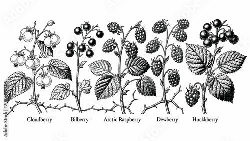 Quadro su tela Illustrative black and white botanical drawings of different berries