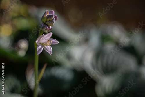 Flower and unopened buds of a hosta, with its characteristic, lush foliage in the background.