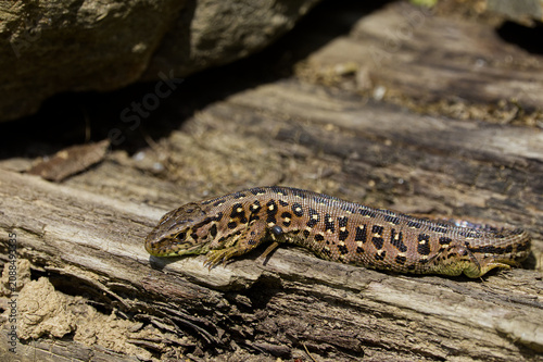 Photography Sand Lizard (Lacerta agilis) sunbathing on old wood with a visible tick parasite attached to its body