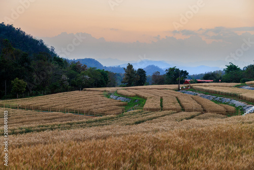 Beautiful landscape of golden barley wheat field terraces with mountain and evening sky background. Agricultural farming and rural countryside concept.