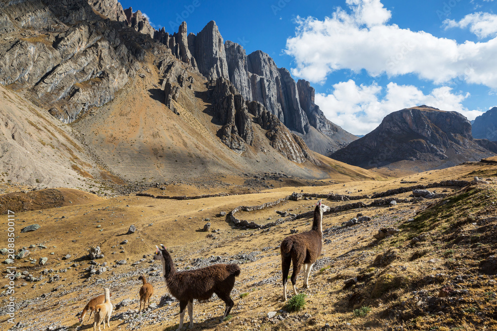 Fototapeta premium Llama