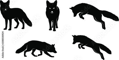 Photos Black fox silhouettes standing, prowling, jumping, and hunting poses, wild anima