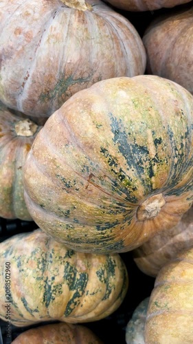 Harvesting various types of fresh pumpkins in a range of shapes and sizes. vertical video pumpkins.