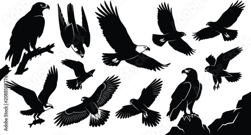 Obraz na płótnie Eagle, hawk, falcon, and osprey silhouettes, flying and perched birds of prey, majestic raptor collection, wildlife nature illustration, hunters