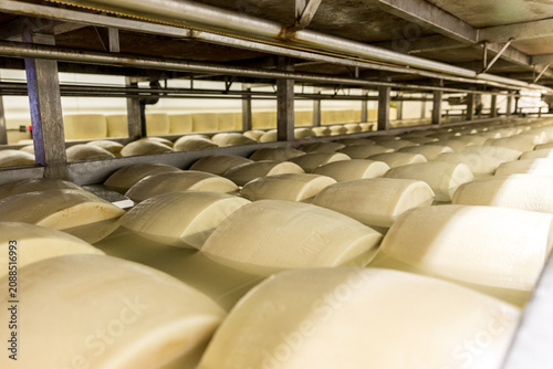 фотографія Salting parmesan cheese in factory in Italy