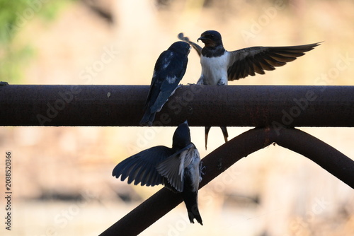 Black capped swallow