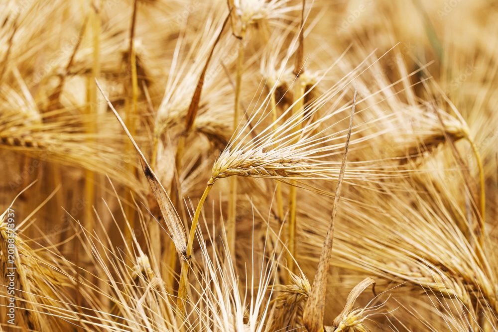 Fototapeta premium Golden barley ears grow in a ripe agricultural field. Dry cereal plants create a warm natural background. Mature grain crop fits harvest farming food production and summer season themes.