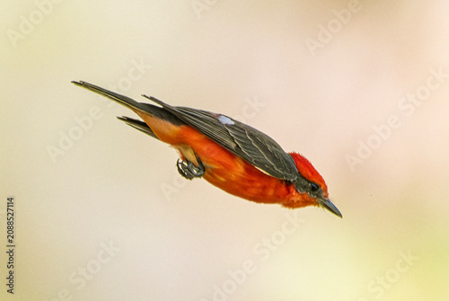 Vermilion Flycatcher (Pyrocephalus rubinus) Photo, in a Straight Aerodynamic Dive