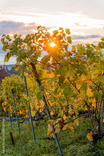 Autumn sunlight shining through golden vineyard leaves