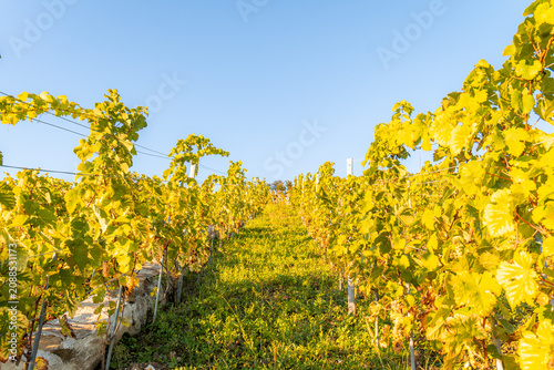 Vineyard showing golden autumn leaves on sunny day